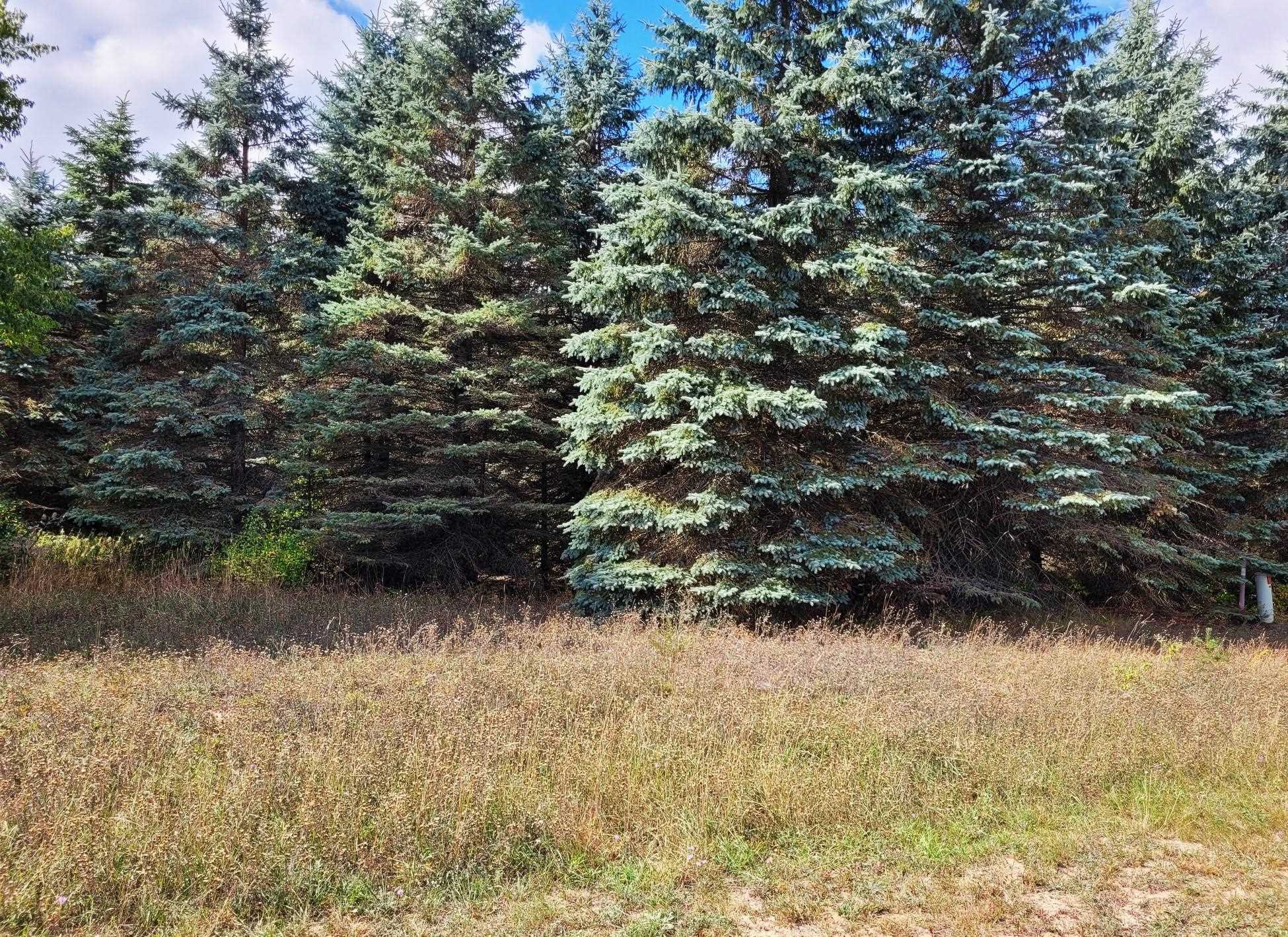Lot 16 Lipp Farm Road Benzonia, MI 49616 - Photo 10 of 12