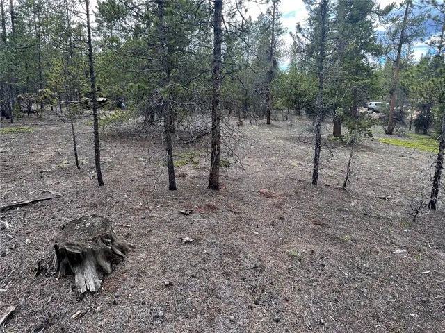 a view of a forest with trees in the background
