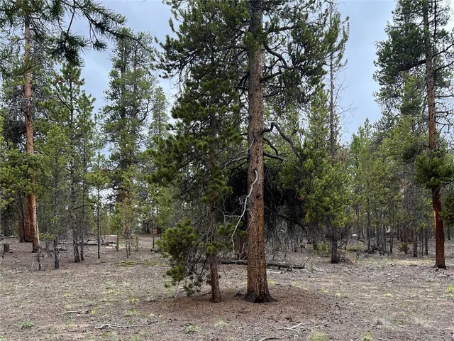 a pathway of a forest