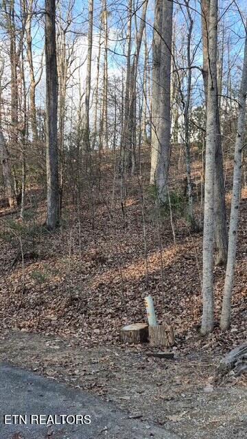 229 Sonshine Ridge Road Cosby, TN 37722 - Photo 6 of 22 20251228_152338(17)