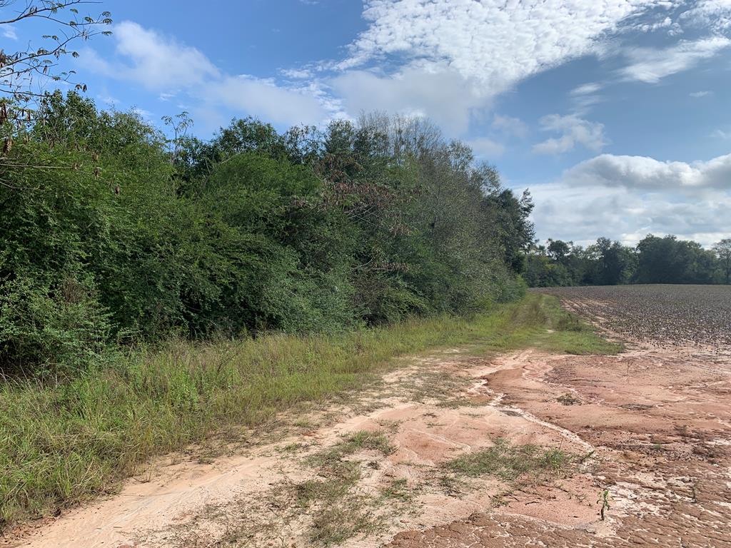 0 St Stephens Road Slocomb, AL 36375 - Photo 6 of 7