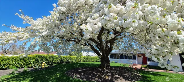 a tree in the garden of a house