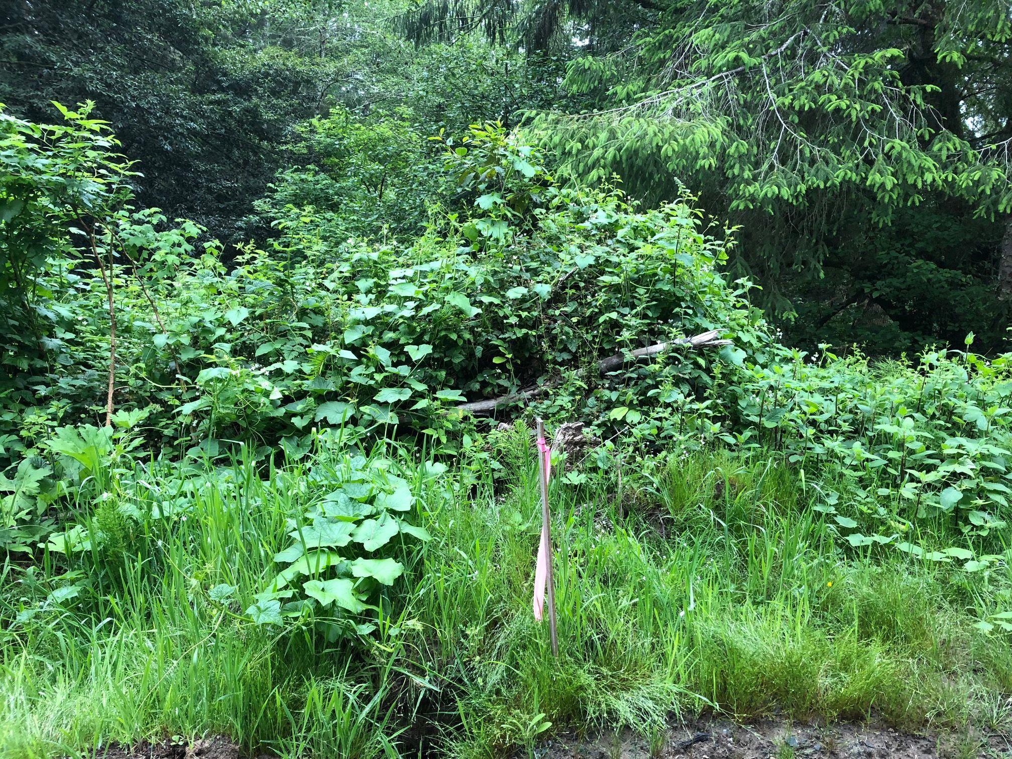 0 Splinter Lane Arcata, CA 95521 - Photo 14 of 15