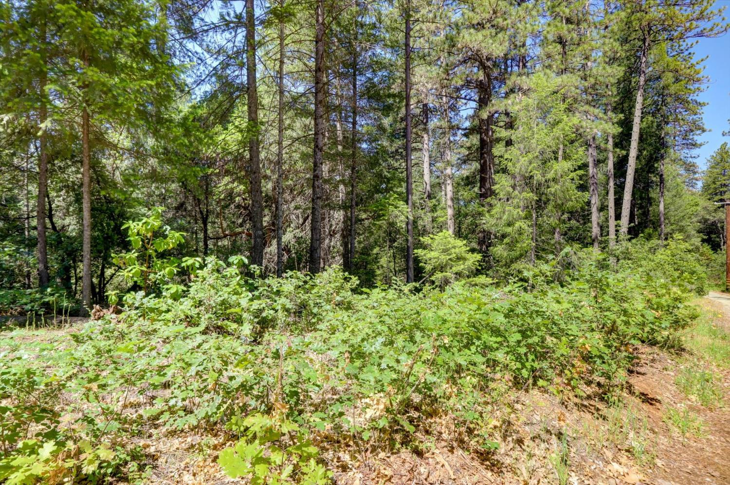 17390 Skyland Road Nevada City, CA 95959 - Photo 8 of 17