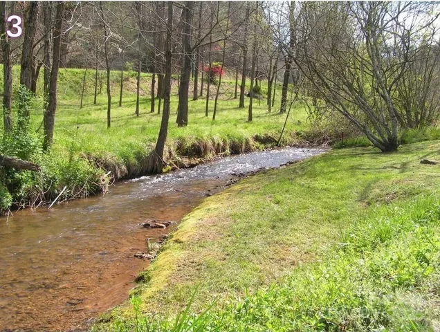 a view of a yard with plants and large trees
