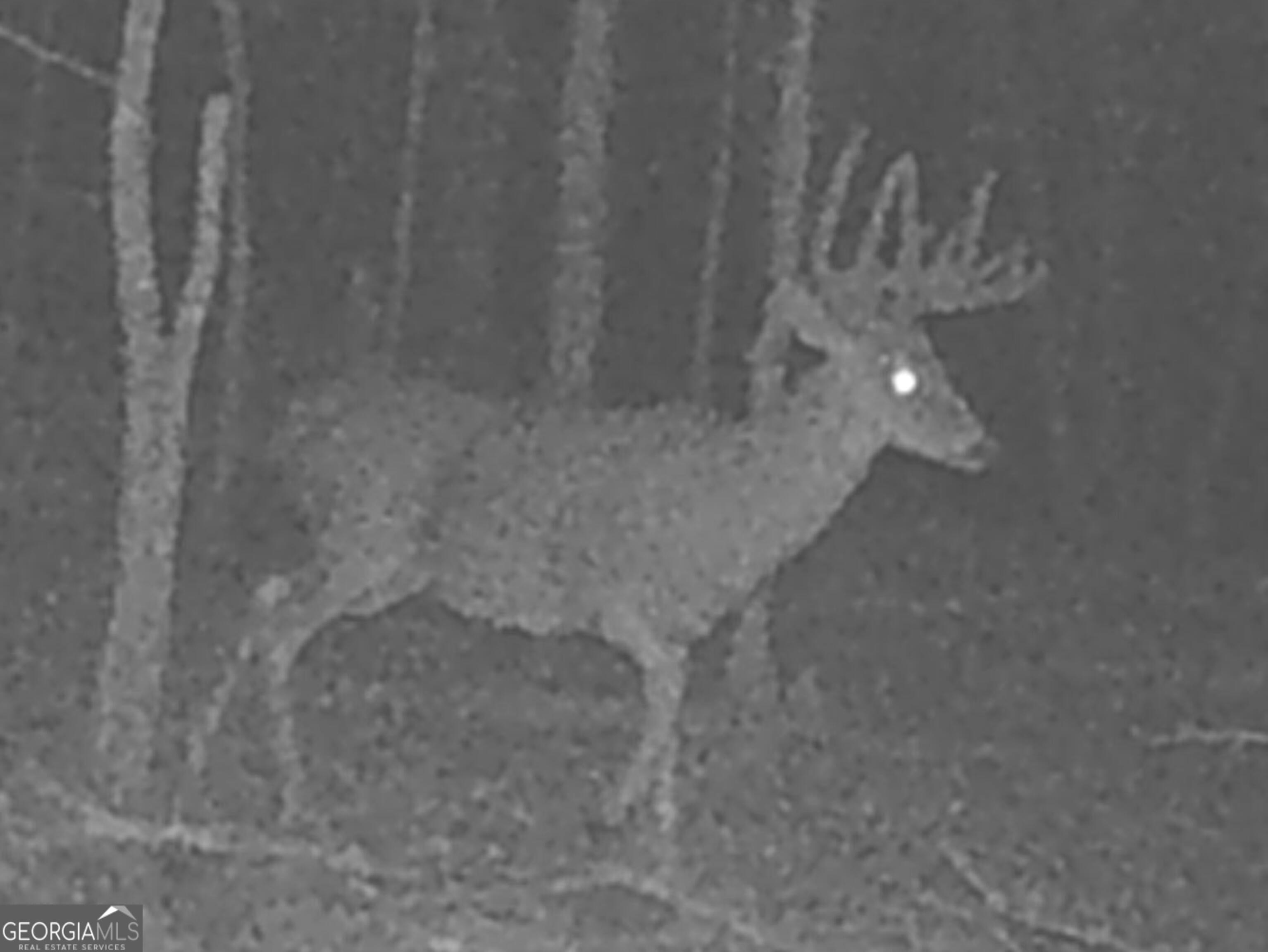 80 Highway Culloden, GA 31016 - Photo 72 of 104 DEER