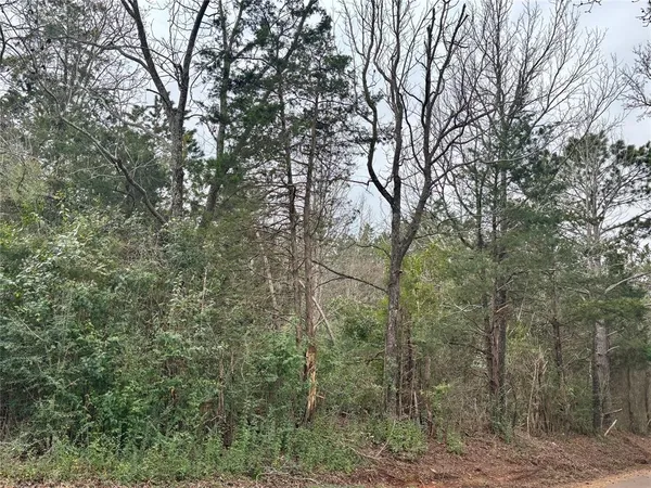 a view of a forest with trees in front of it