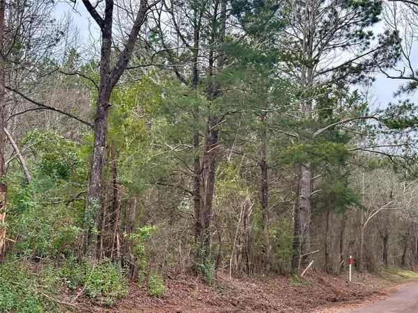 a view of a forest with trees in front of it
