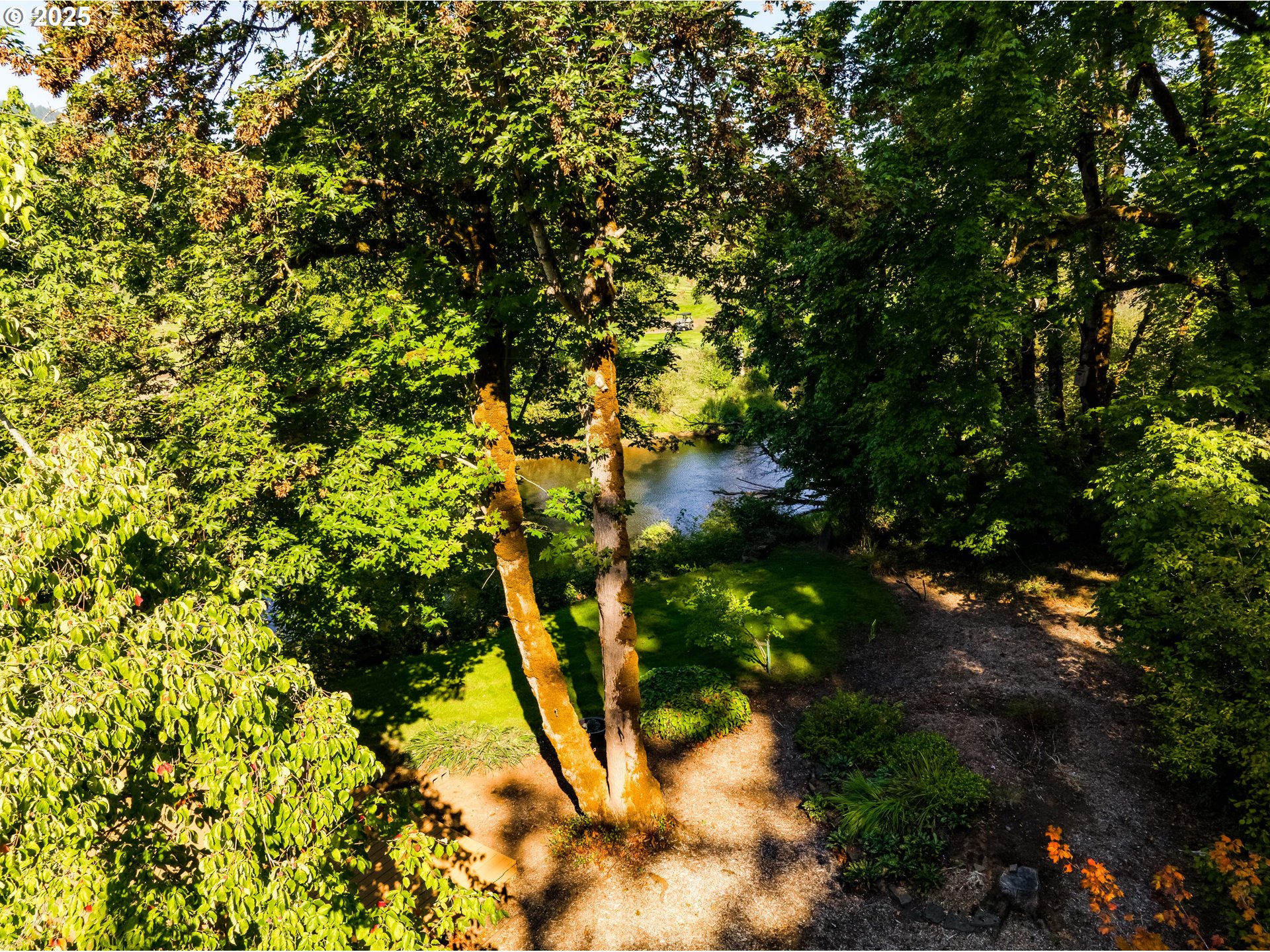 90498 Sunderman Road Springfield, OR 97478 - Photo 6 of 47 a view of tree
