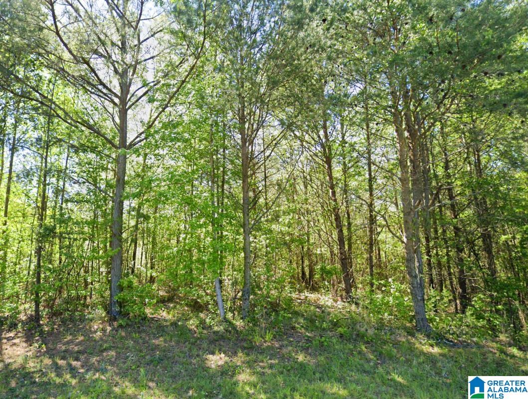 0 Glovers Ferry Road Alpine, AL 35014 - Photo 8 of 12