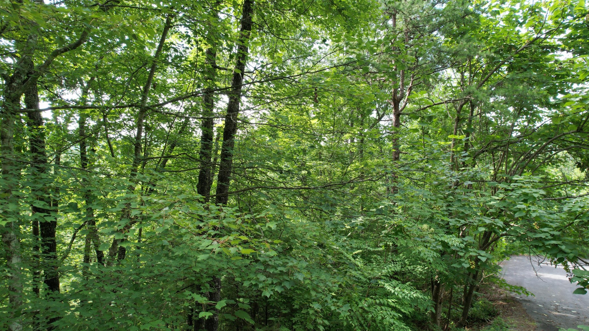 98 Black Powder Lane Sevierville, TN 37862 - Photo 10 of 30
