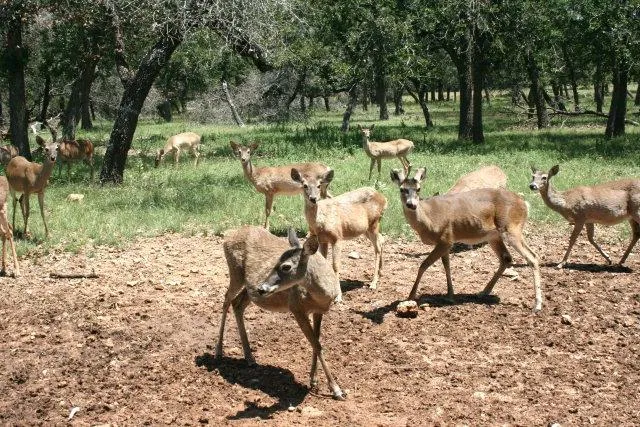 $1,200,000 | 257 Encino Loop, Kerrville, TX 78028