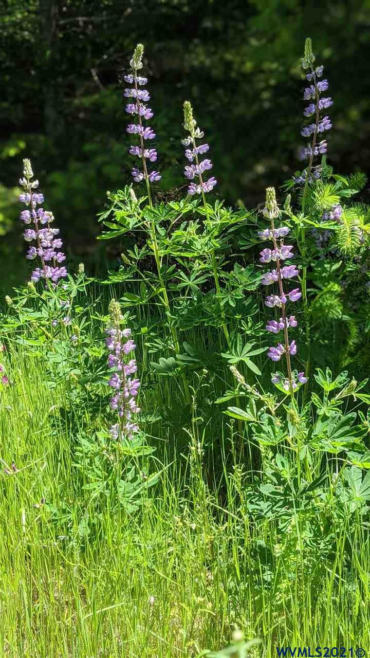 Northwest Timmerman Road Forest Grove, OR 97116 - Photo 15 of 17 Gallery Image 15