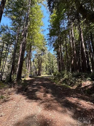 a view of a yard with large trees