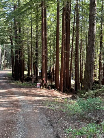 a view of street and trees