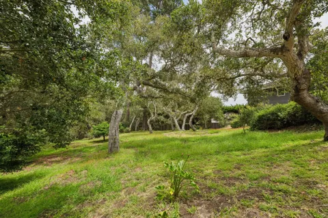 a view of a forest with trees in the background