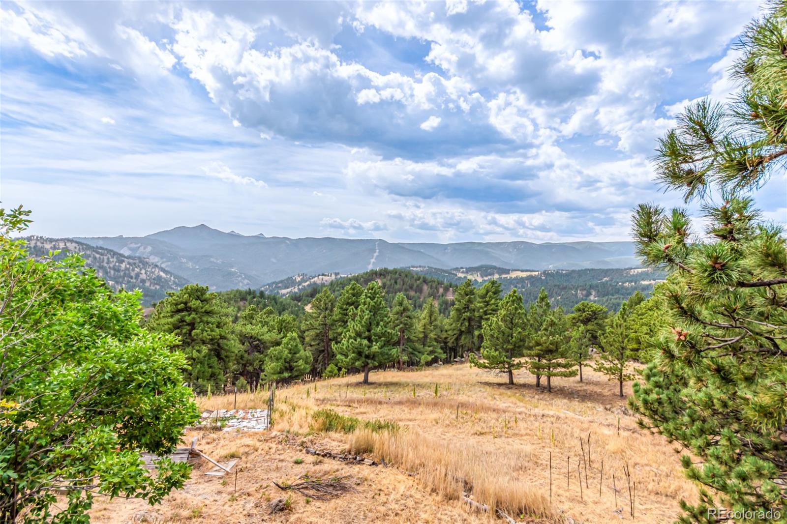398 Leonards Road Boulder, CO 80302 - Photo 31 of 34 a view of a yard with plants and a large tree