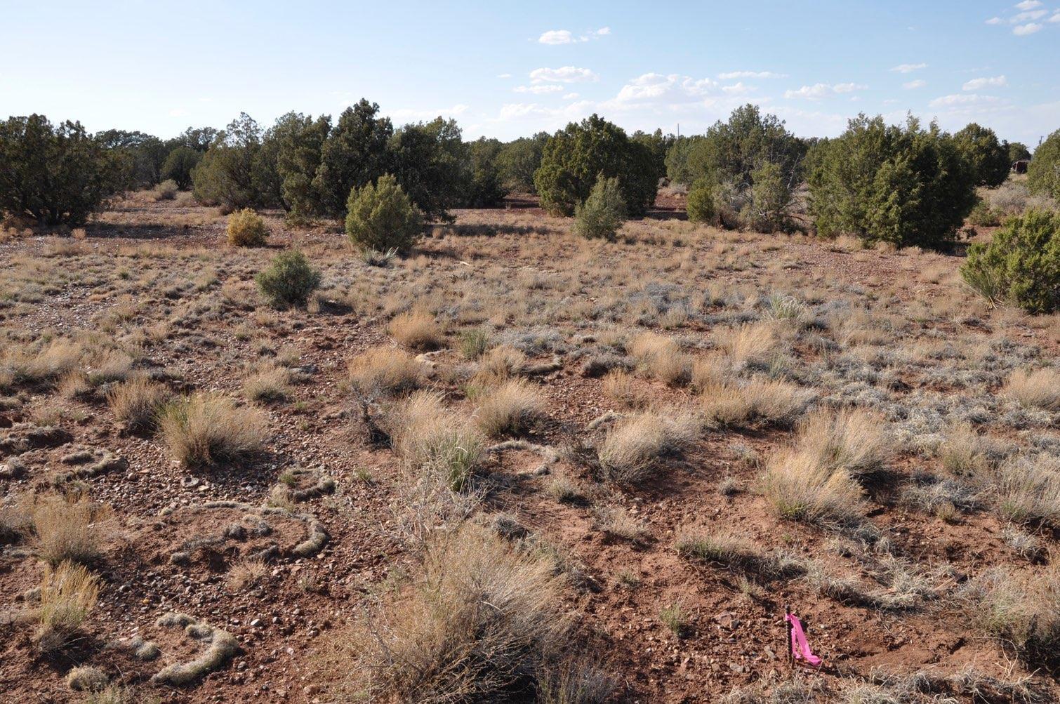 4371 Indian Bend Road Snowflake, AZ 85937 - Photo 6 of 9 a view of a dry yard covered with trees