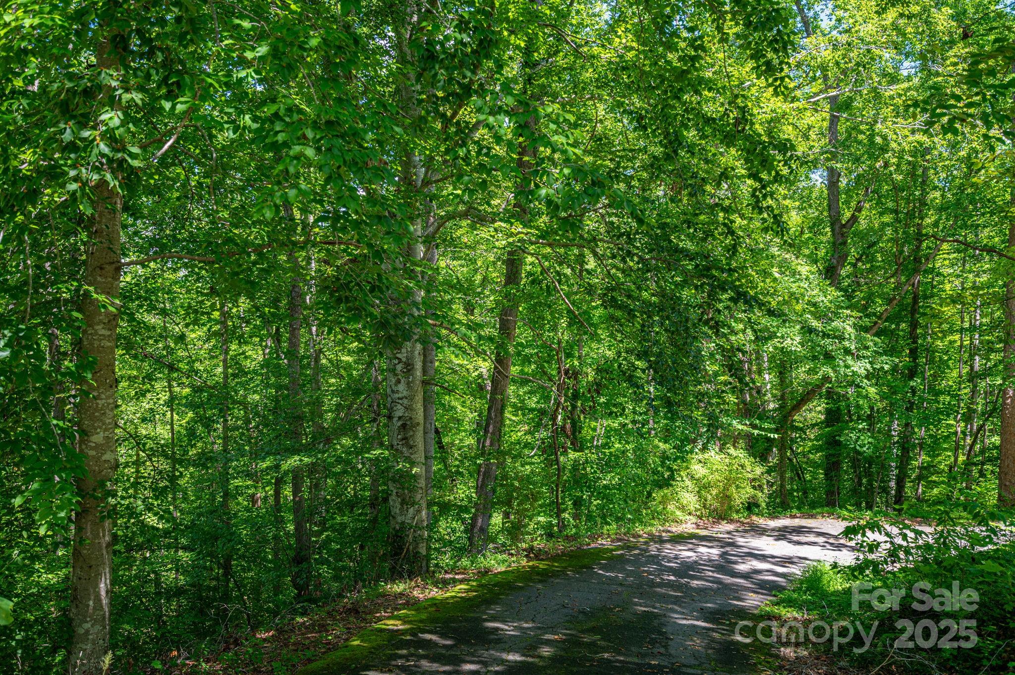 Lot 167 Plantation Drive Rutherfordton, NC 28139 - Photo 21 of 22 a view of a lush green forest