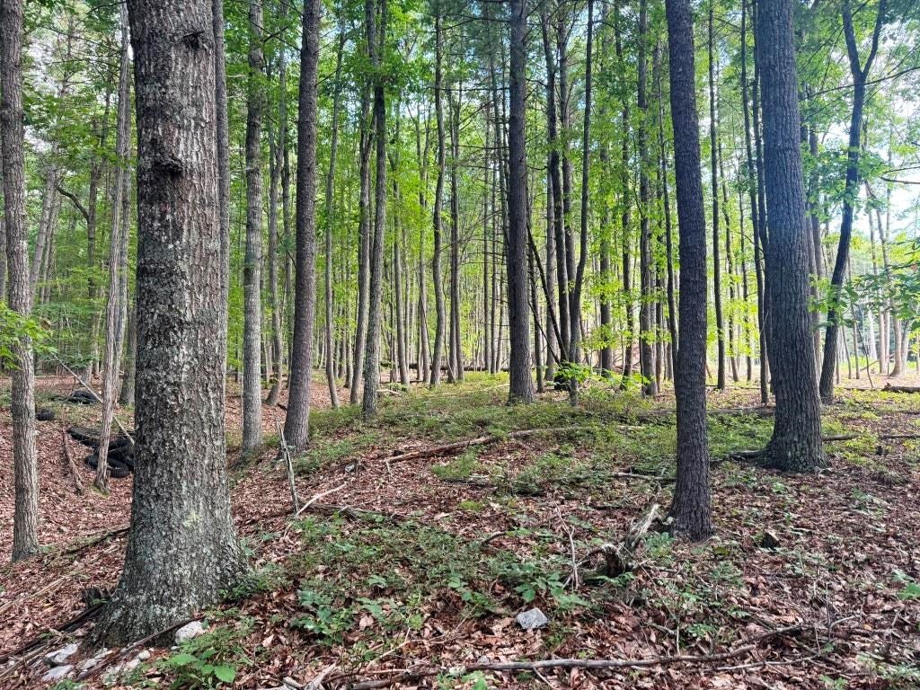 92-ac Shady Forrest Road Max Meadows, VA 24360 - Photo 14 of 26 Gallery Image 14
