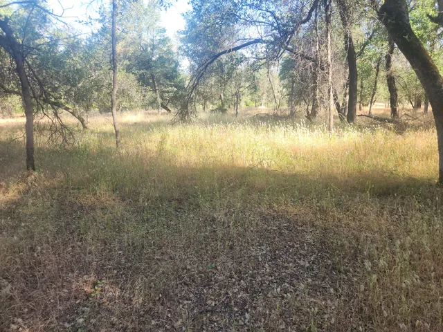 a view of yard with trees