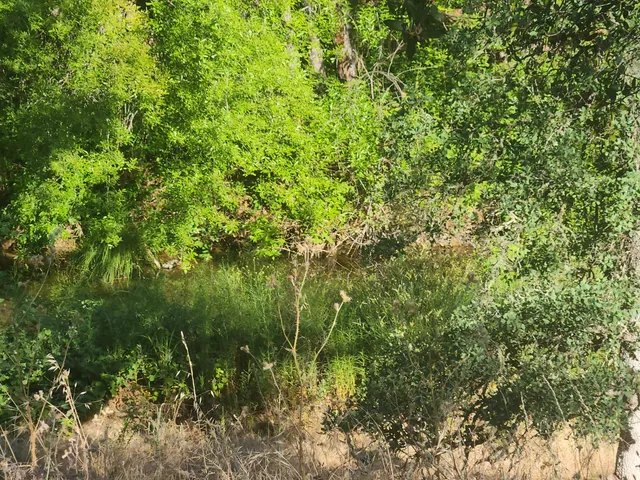 a view of a lush green space