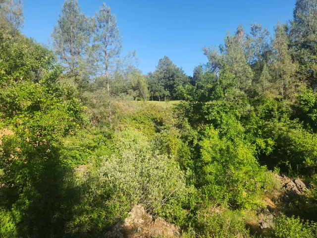 a view of a lush green forest with large trees