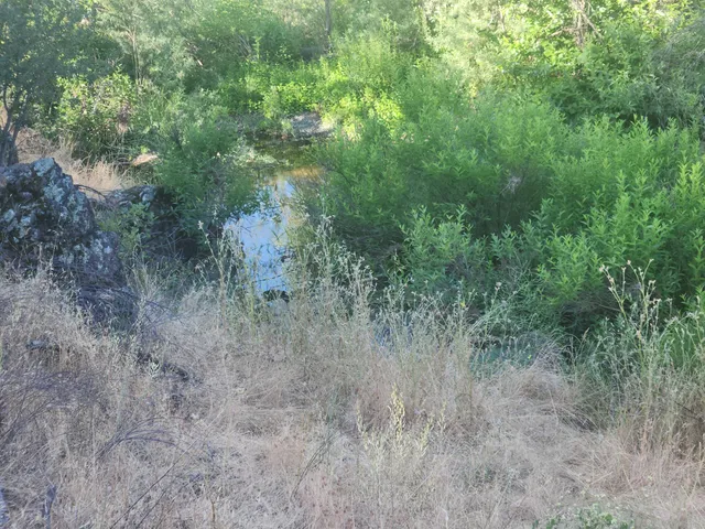 a view of a forest in a field