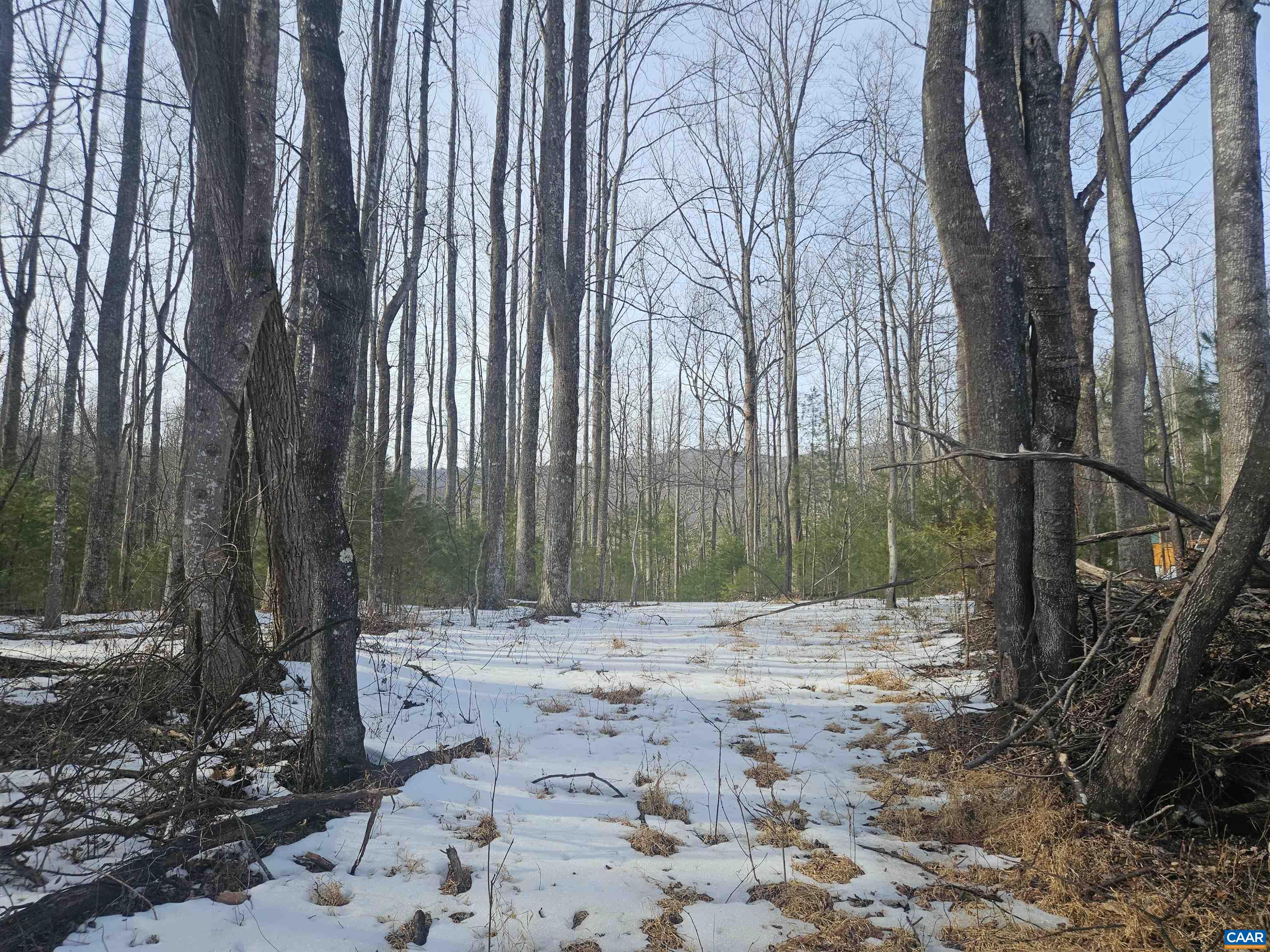 a view of a yard with a tree