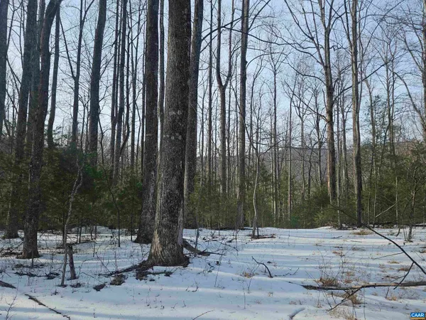 a backyard of a house with a large tree