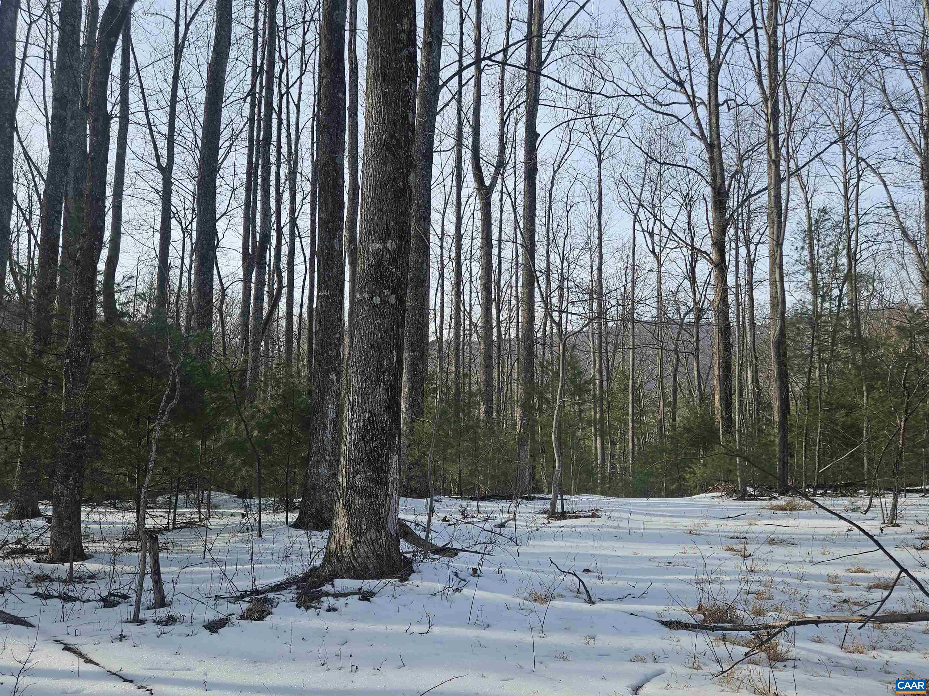 Tbd Lot 56 G Tbd Road Stanardsville, VA 22973 - Photo 2 of 8 a backyard of a house with a large tree