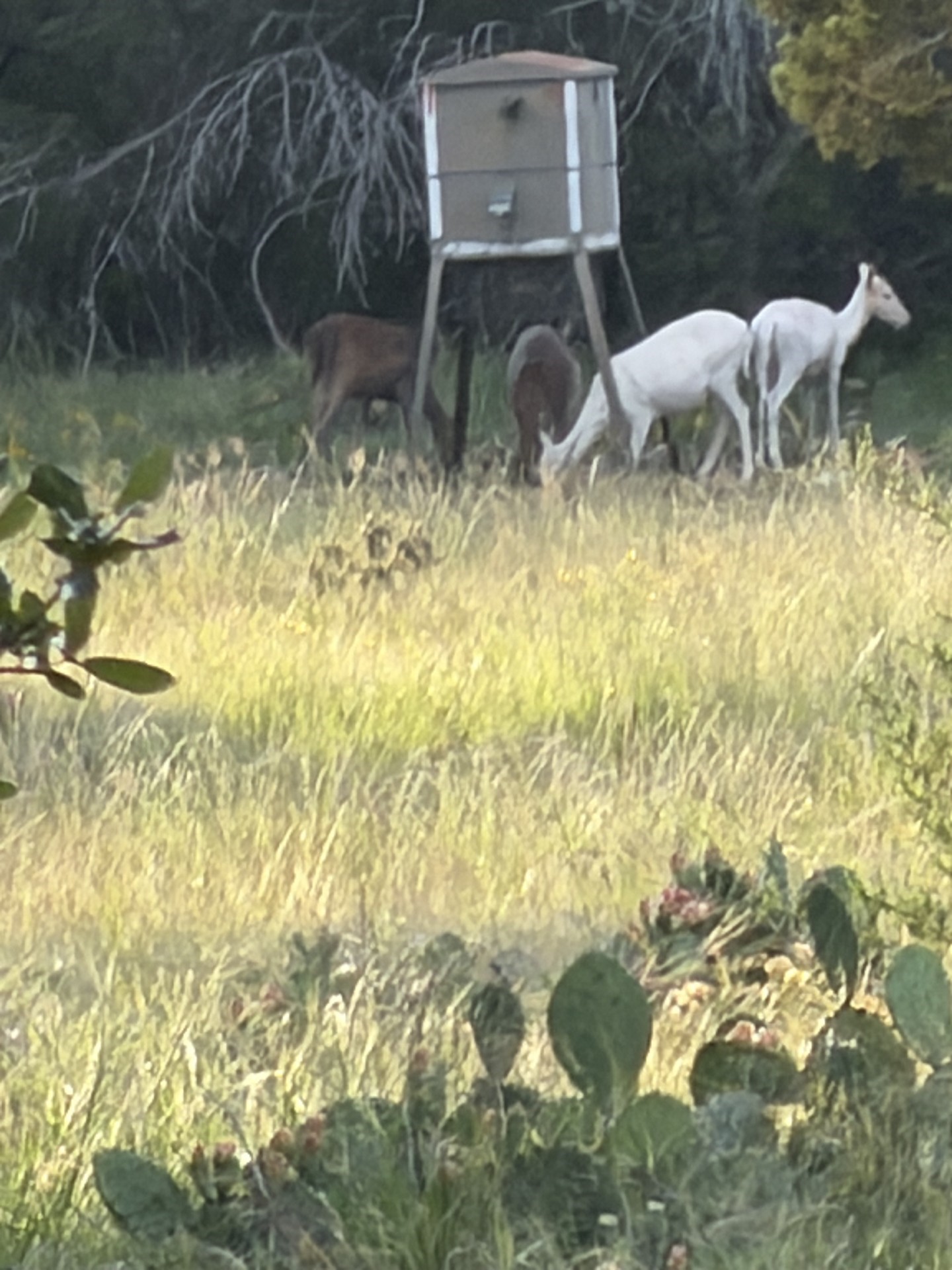 211 Ringtail Road Northwest Junction, TX 76849 - Photo 14 of 15