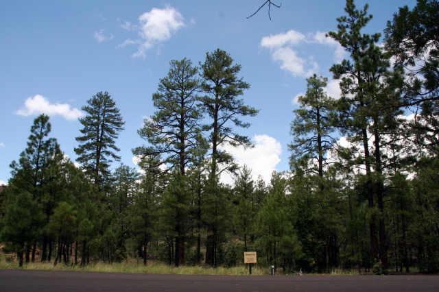 122 South Paintbrush Road, Unit 122 Show Low, AZ 85901 - Photo 1 of 7 Primary Photo