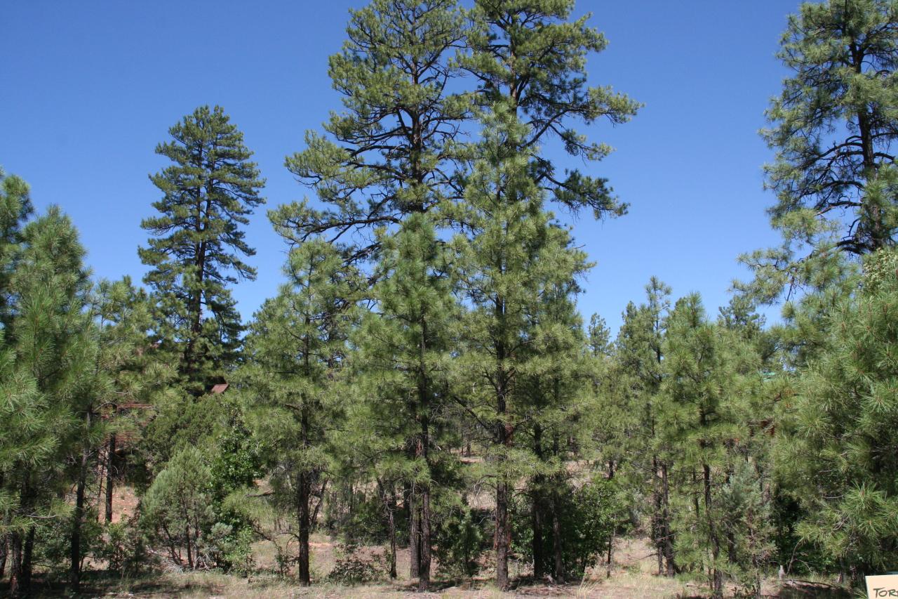 122 South Paintbrush Road, Unit 122 Show Low, AZ 85901 - Photo 2 of 7 Lot 122