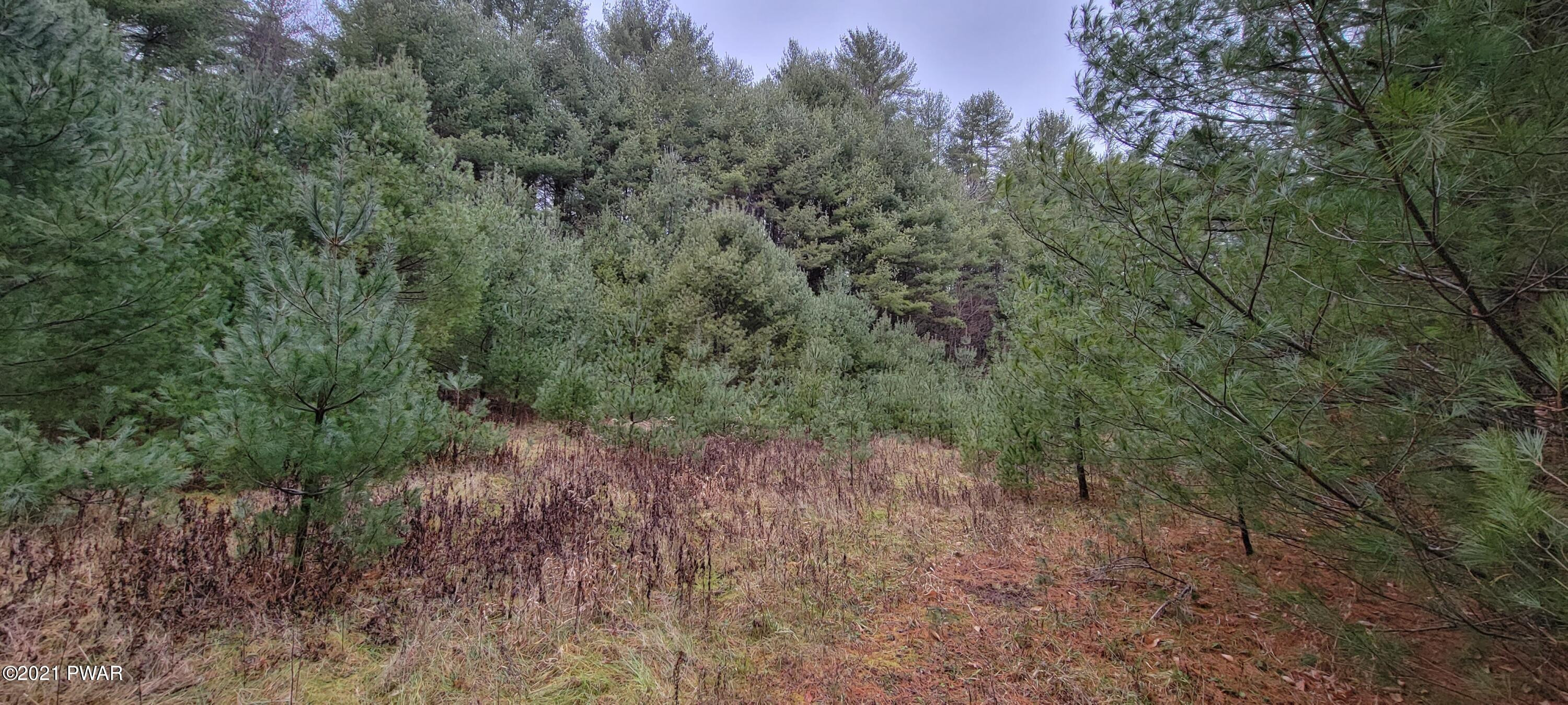 Lot 43 Swamp Pond Road Narrowsburg, NY 12764 - Photo 8 of 13
