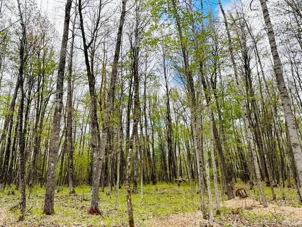 $69,900 | Lt4 Lt4 Carrie Lane, Pound, WI 54161
