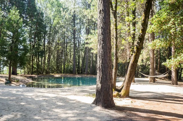 a view of a forest with lots of trees