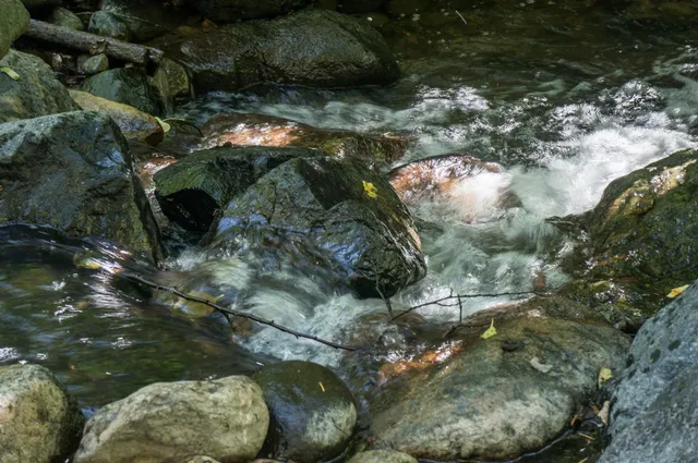 a view of a garden with pathway