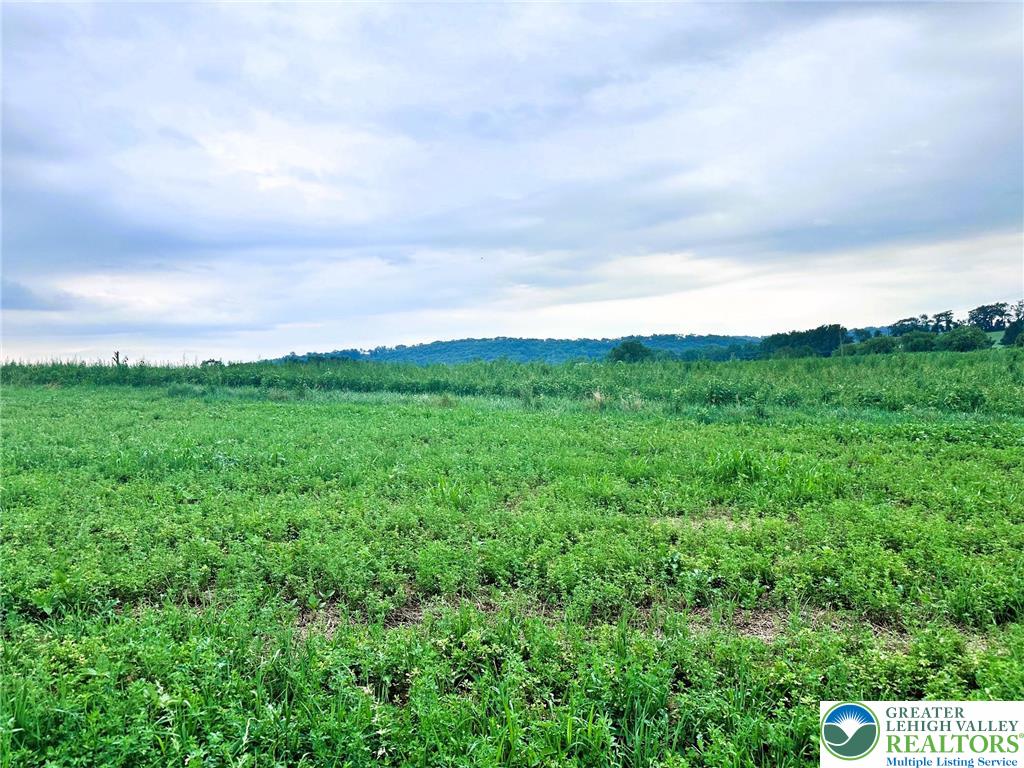 a view of a big yard with plants and large trees
