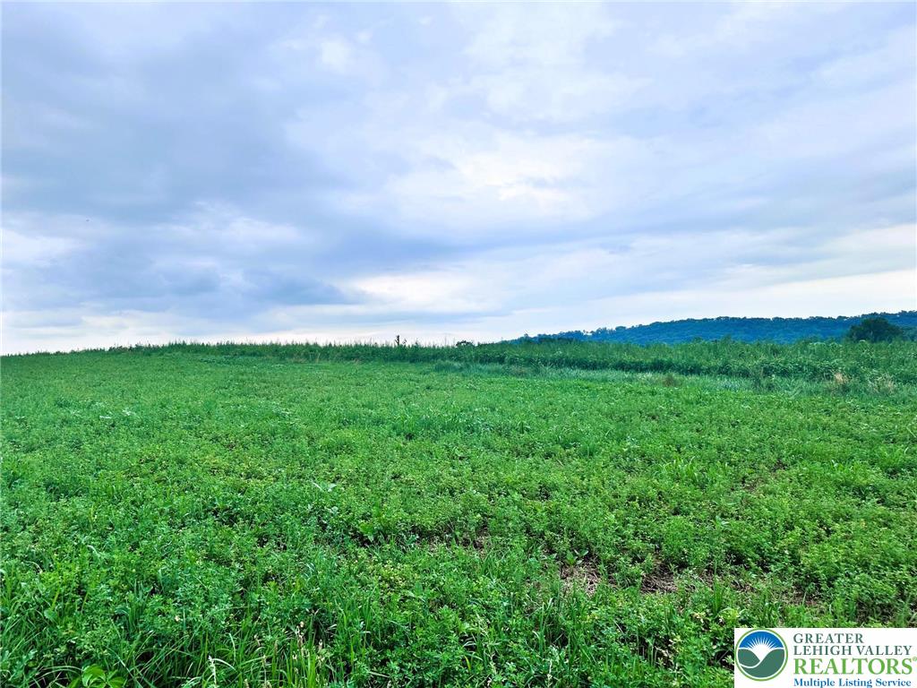 66 Long Road Lenhartsville, PA 19534 - Photo 2 of 3 a view of a big yard with plants and a large tree