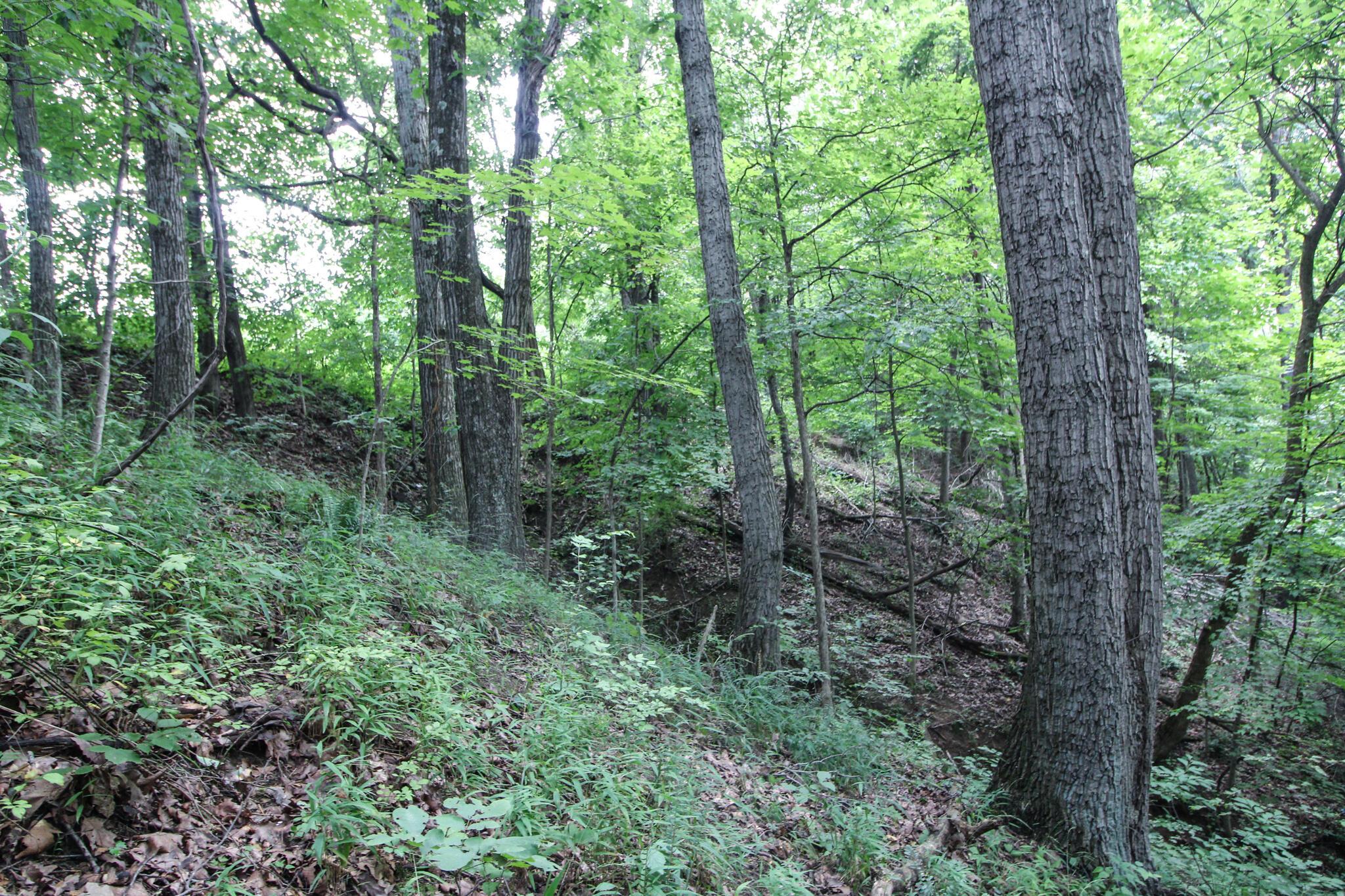 0 Dietrick Hill Road Philo, OH 43771 - Photo 25 of 25 IMG_4912