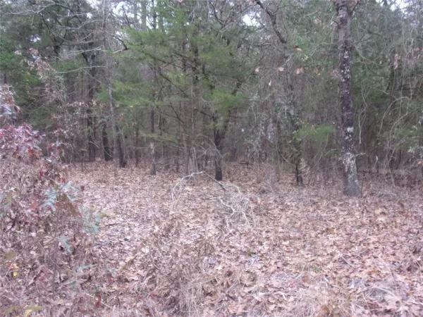 a view of a dry yard with trees