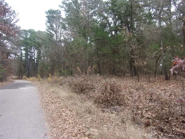 a view of a forest with trees in the background