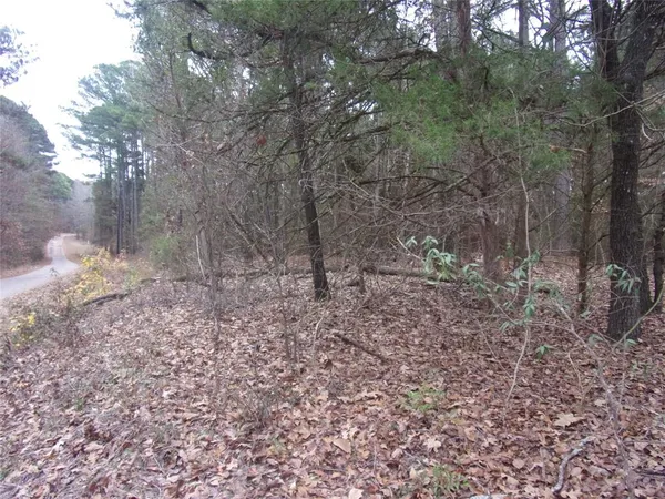 a view of a forest with trees in the background
