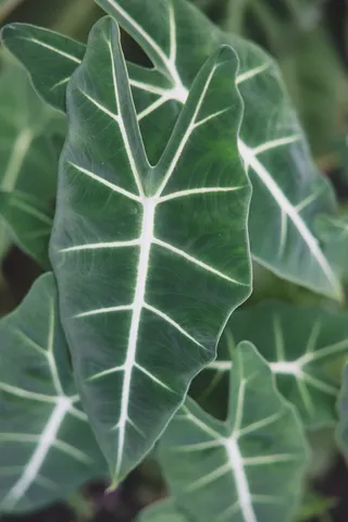 $5,825,000 | 715 Laulama Place, Lahaina, HI 96761