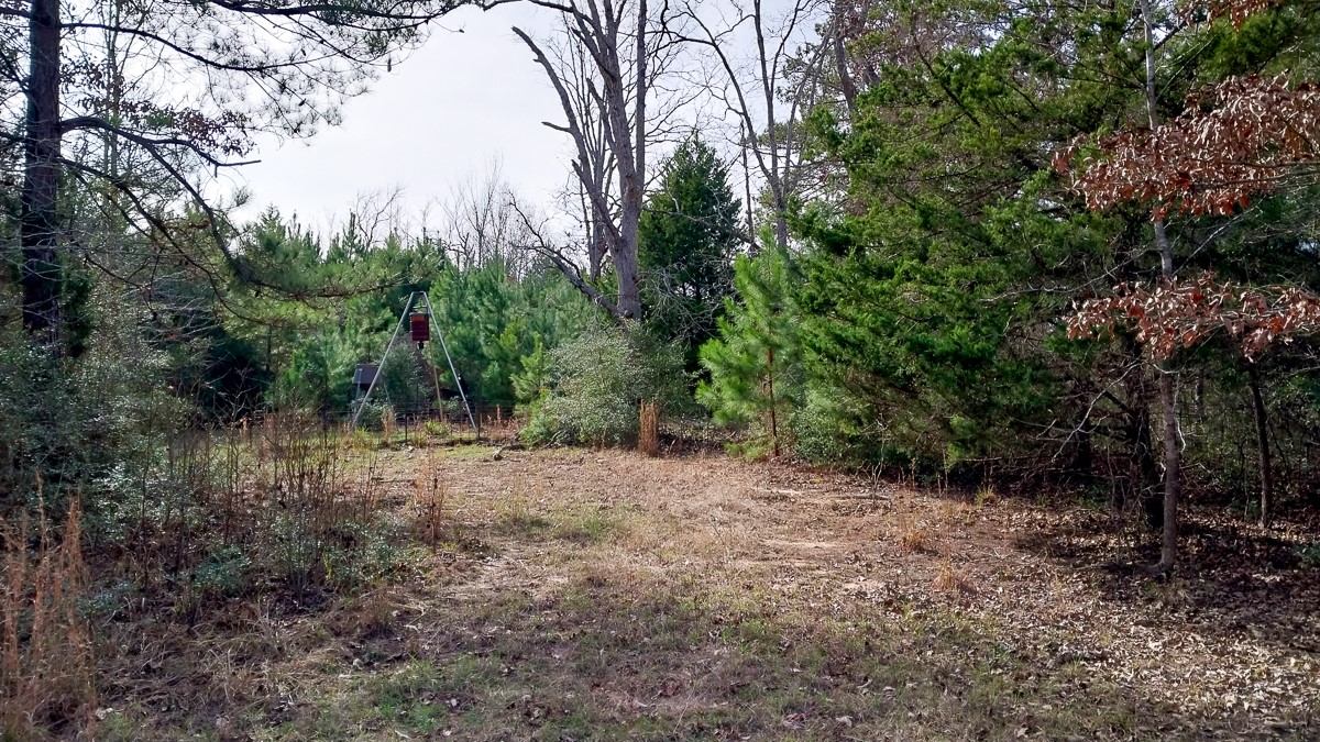 0 Fm 1511 Buffalo, TX 75831 - Photo 3 of 9 a view of a forest with trees in the background