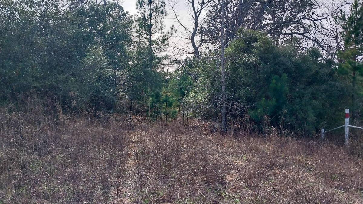 0 Fm 1511 Buffalo, TX 75831 - Photo 4 of 9 a view of a forest with trees in the background