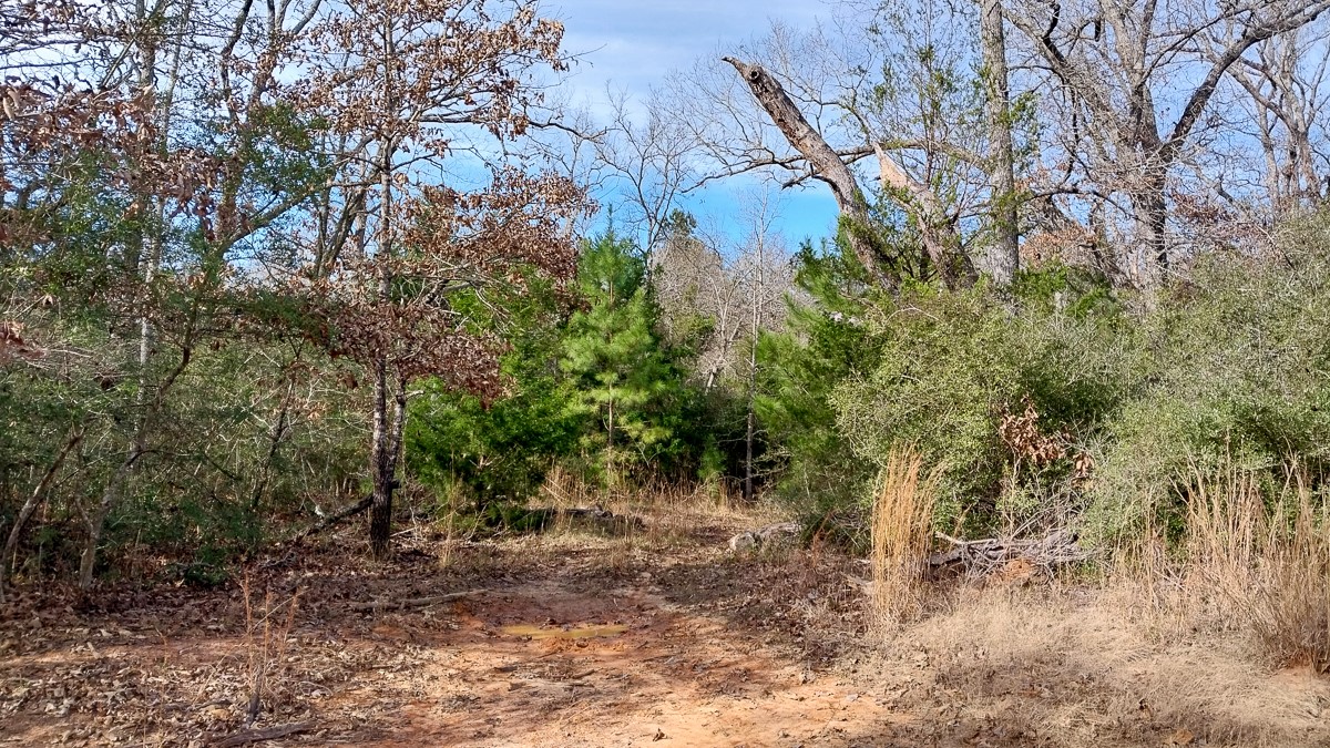 0 Fm 1511 Buffalo, TX 75831 - Photo 6 of 9 a view of a forest filled with trees