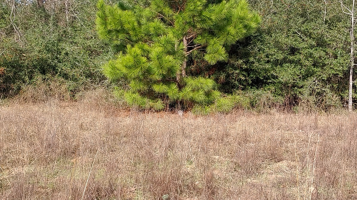 0 Fm 1511 Buffalo, TX 75831 - Photo 7 of 9 a view of a yard with a tree