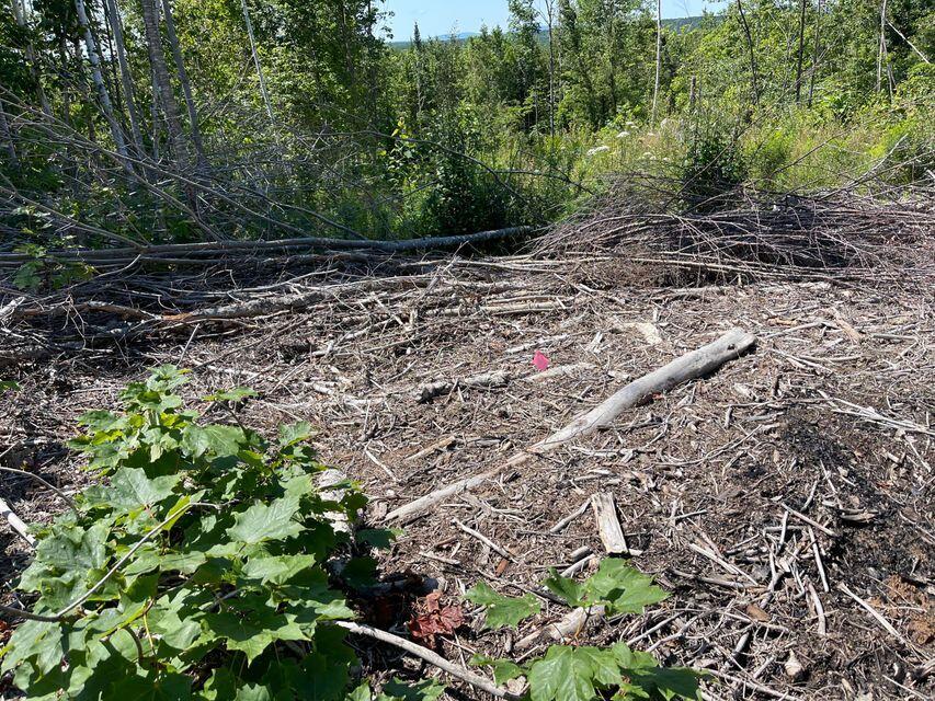 Lot 19 Upper Dobsis Road Lakeville, ME 04487 - Photo 4 of 11 3